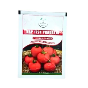 Kalash Ksp 1724 Pragathi F1 Hybrid Tomato 10 gm organic Vegetable Seeds