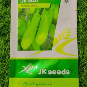 Jk 8031 F1 Hybrid Brinjal Organic Vegetable Seeds