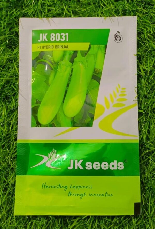 Jk 8031 F1 Hybrid Brinjal Organic Vegetable Seeds