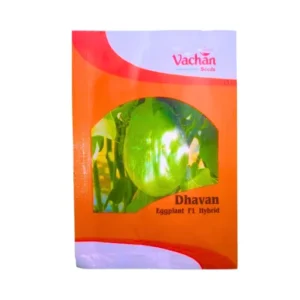 Vachan Dhavan Eggplant F1 Hybrid Seeds