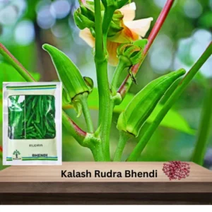 Kalash Ksp-188 Rudra Okra Bhendi Seeds