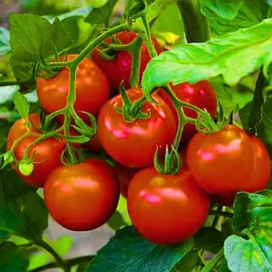 Abseeds Best F1 Hybrid Tomato Seeds Organic Vegetable Seeds (129 Pis)