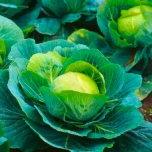 Abseeds F1 Hybrid Cabbage Seeds Organic Vegetable Seeds (129 Pis)