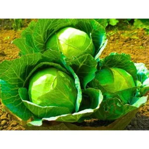 Abseeds Sonali 210 F1 Hybrid Cabbage Seeds Organic Vegetable Seeds (129 Pis)