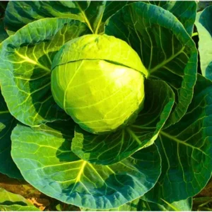 Abseeds Nikita 99 F1 Hybrid Cabbage Seeds Organic Vegetable Seeds (129 Pis)