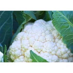 Rabi 0005 F1 Hybrid Cauliflower Seeds (129 pis)