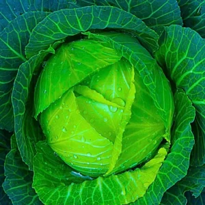 ABSEEDS 007 F1 Hybrid Cabbage Seeds (129 Pis)