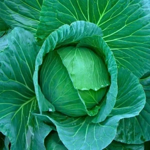 Anu 007 F1 Hybrid Cabbage Seeds (129 Pis)