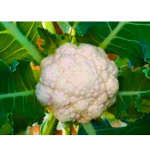 New Arpita 07 F1 Hybrid Cauliflower Organic Vegetable Seeds (129 Pis)