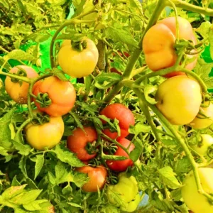 New Nishuka F1 Hybrid Tomato Organic Vegetable Seeds