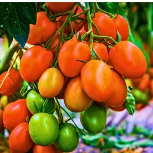 New Red Queen 005 F1 Hybrid Tomato Seeds Organic Vegetable Seeds