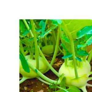 Abseeds Nikita 008 F1 Hybrid kohlrabi Organic Vegetable Seeds (129 Pis)