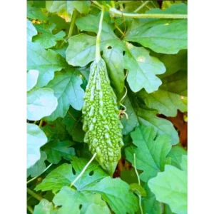 ABSEEDS Kalinga F1 Hybrid Bitter Gourd Seeds 29 Pis