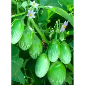 ABSEEDS Ritu F1 Hybrid Brinjal Seeds 129 Pis