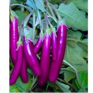 ABSEEDS Viraj F1 Hybrid Brinjal Seeds 129 Pis