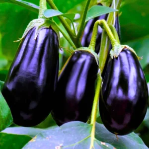 ABSEEDS Arpita 08 Viraj F1 Hybrid Brinjal Seeds 129 Pis