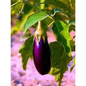 ABSEEDS Anu F1 Hybrid Brinjal Seeds 129 Pis