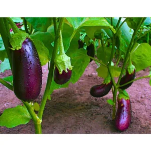 ABSEEDS Rekha F1 Hybrid Brinjal Seeds 129 Pis