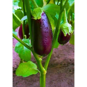 ABSEEDS Rupali F1 Hybrid Brinjal Seeds 129 Pis