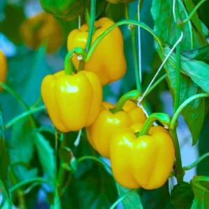 ABSEEDS Anu F1 Hybrid Capsicum Seeds 129 Pis