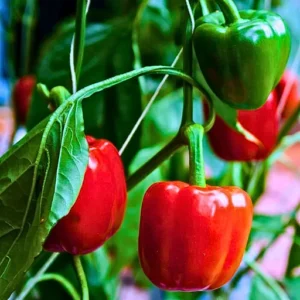 ABSEEDS Chintu F1 Hybrid Capsicum Seeds 129 Pis