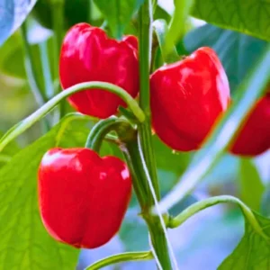 ABSEEDS Red Queen F1 Hybrid Capsicum Seeds 129 Pis