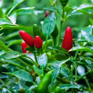 ABSEEDS Rina F1 Hybrid Chilli Seeds 129 Pis