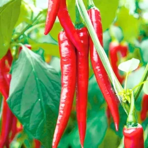 ABSEEDS Megha F1 Hybrid Chilli Seeds 129 Pis