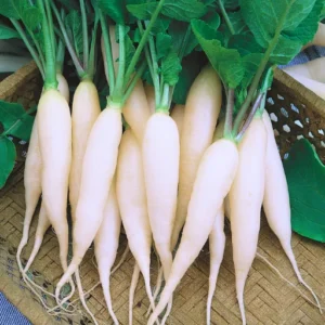 ABSEEDS Rekha F1 Hybrid Radish Seeds 129 Pis