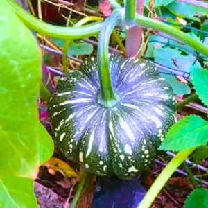 ABSEEDS Ritu 08 F1 Hybrid Pumpkin Seeds 39 Pis