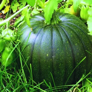 ABSEEDS Rekha F1 Hybrid Pumpkin Seeds 129 Pis