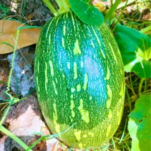 ABSEEDS AC80 F1 Hybrid Pumpkin Seeds 39 Pis