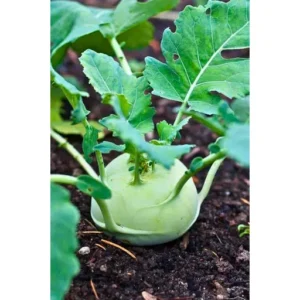 Abseeds Rupa 2530 F1 Hybrid kohlrabi Seeds Organic Vegetable Seeds (129 Pis)