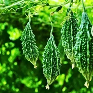 F1 Hybrid Bitter Gourd Organic Vegetable Seeds (29 Pis)