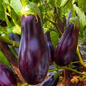 Abseeds Queen Rani 20 F1 Hybrid Brinjal Seeds Organic Vegetable Seeds (129 Pis)