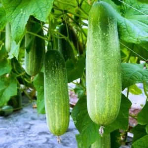 ABSEEDS Sark F1 Hybrid Cucumber Seeds 129 Pis