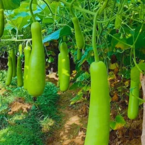 ABSEEDS Rekha F1 Hybrid Bottel Gourd Seeds 129 Pis