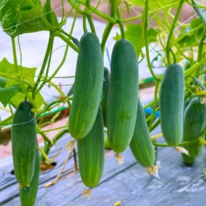 ABSEEDS M82B F1 Hybrid Cucumber Seeds 129 Pis