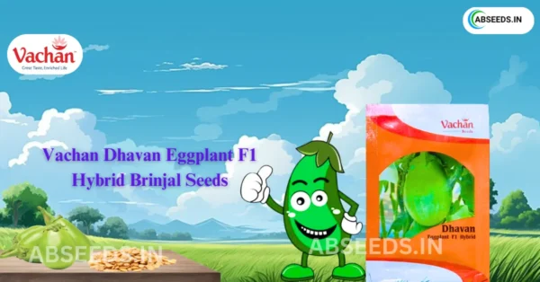 New Vachan Dhavan Eggplant F1 Hybrid Brinjal Vegetable Seeds