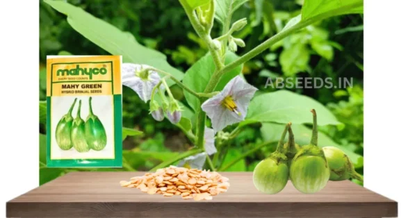 Sungro SBJH 5005 F1 Hybrid Brinjal Seeds