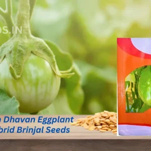 New Vachan Dhavan Eggplant F1 Hybrid Brinjal Seeds