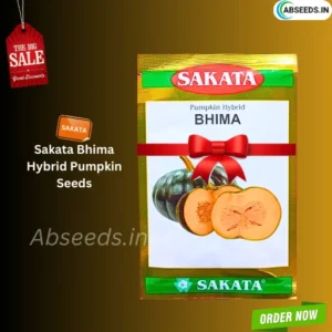 Big Sale Sakata Bhima Pumpkin Organic Vegetable Seeds